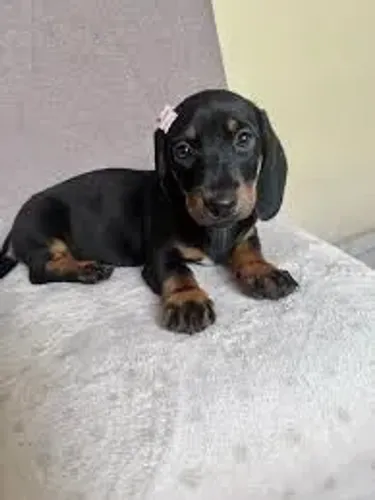 Dachshund: Pronto para Começar uma Nova História
