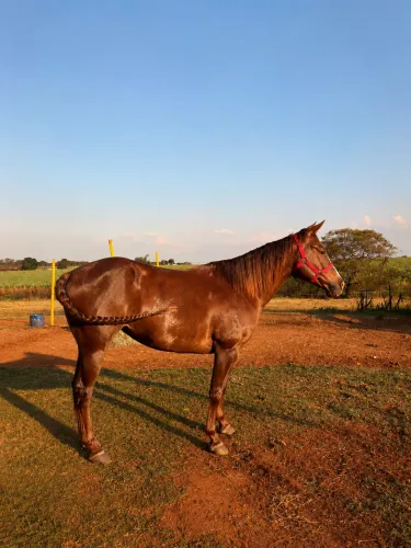 Vende-se Égua Quarto de milha