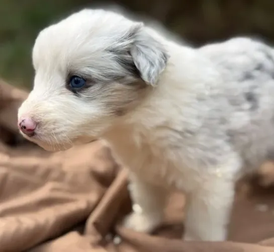 Filhotes de Border Collie | Um pet que faz qualquer dia valer a pena.
