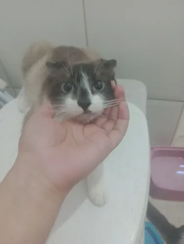 Estou doando dois gatos machos
