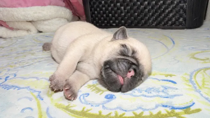 Filhotes de PUG