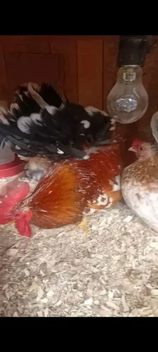 Ovos galados de garnizes nagasaki 