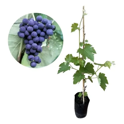 MUDA FRUTÍFERA PRECOCE: Uva Roxa