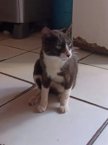 Doando gatinhos