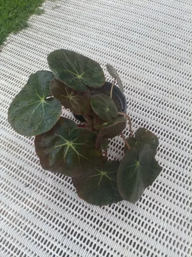 Begônia Bela e fácil cultivo 