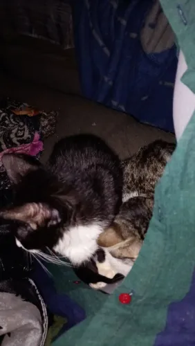 Doando gatos 5/6 meses de idade fêmea e macho