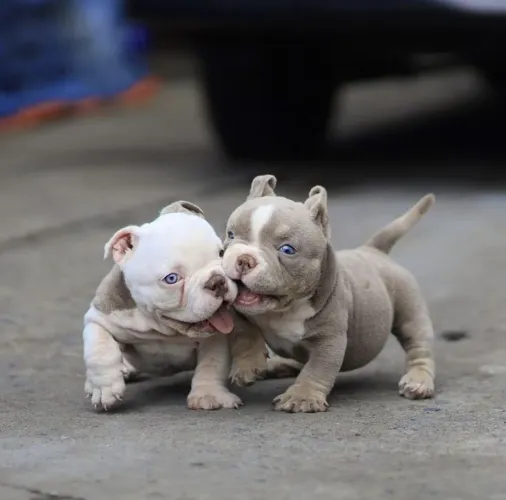 American Bully - Filhotinho Que Pode Ser A Melhor Escolha Da Sua Busca