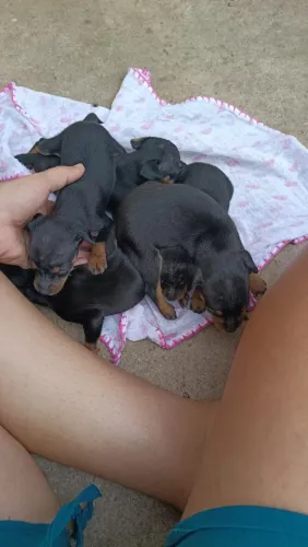 Filhote de Pinscher 