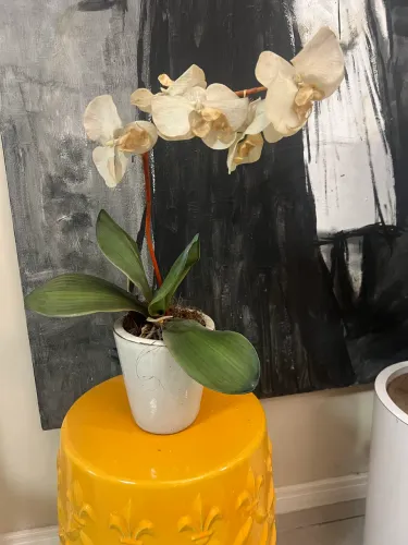 Vaso vietnamita com orquídea