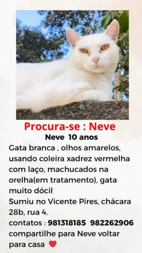 Gata- Perdida 