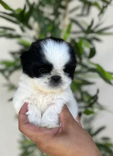 Filhotes de shih tzu