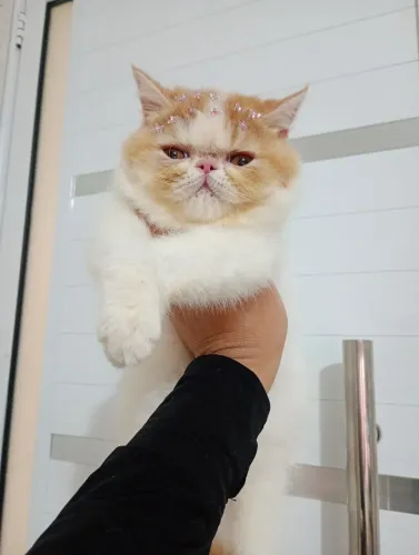Gatinha persa exótica 