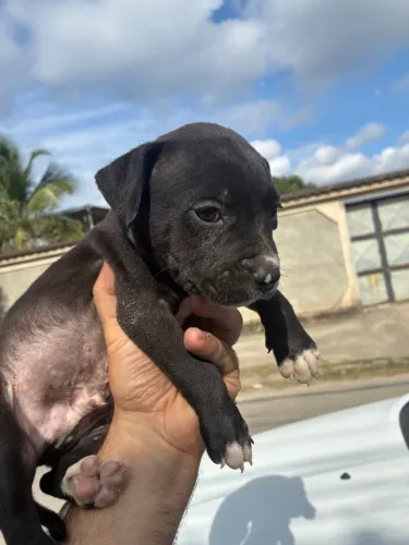 Pitmonster