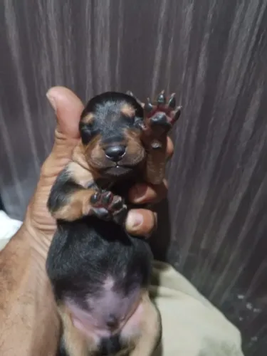 Pincher 