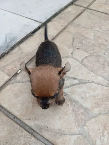 Pinscher N 1 