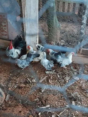 Galinhas garnizé