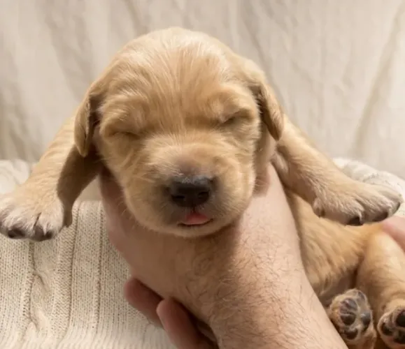 Filhotes de Golden Retriever com pedigree