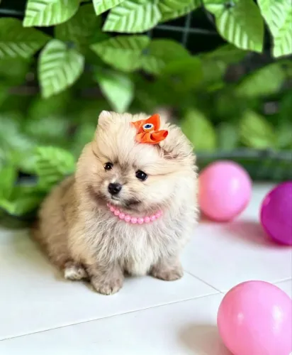 Lulu da Pomerania fêmea