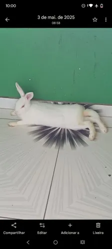 Vendo coelha 50