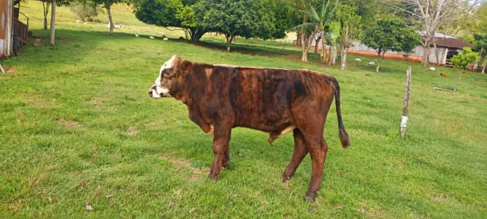 Novilho