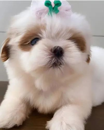 Shih Tzu - Filhotes lindíssimos!! Excelente padrão e temperamento - Aceito Cartão!!