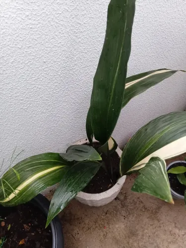 Planta natural