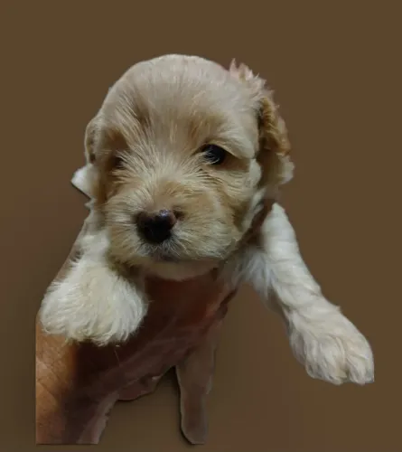 Vendo dois filhotes de poodle toy machos 