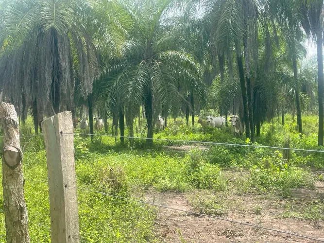 Chácara próximo a Marianopolis pegamos a metade de entrada