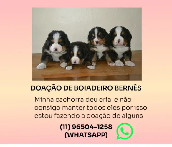 Filhotes de Boiadeiro Bernês para Adoção Responsável - ENTRAR EM CONTATO PELO WHATSAPP (11