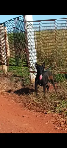 Pastor de Malinois fema