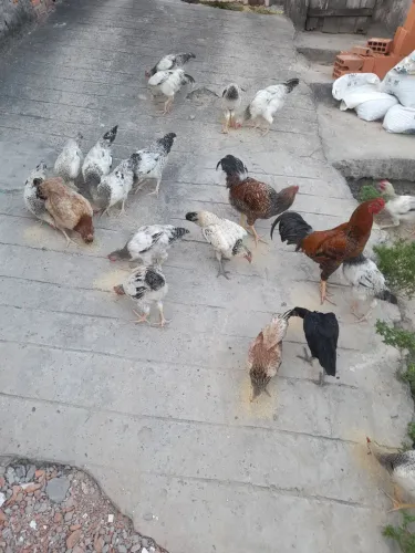 Galinha normais e ornamentais