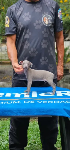 Galguinho Italiano - Pitico Cinza