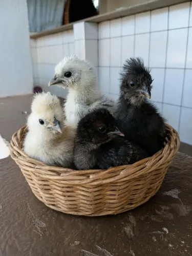 Pintinhos Sedosa do Japão 