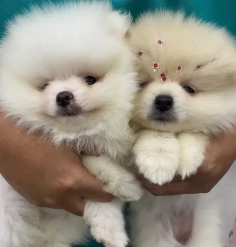 Filhotes de Spitz Alemão Anão (Brancos) ?