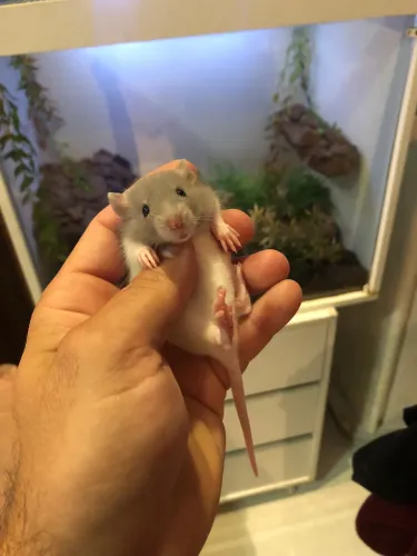 Ratos Twisters