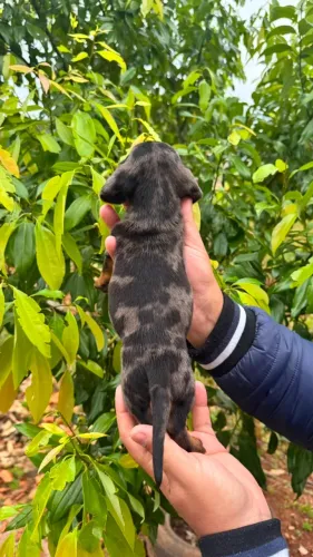 Dachshund: Um Pequeno Companheiro com Muito Carisma