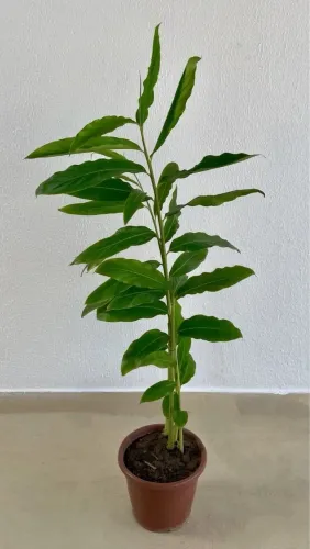 Vendo Planta Bastão do Imperador