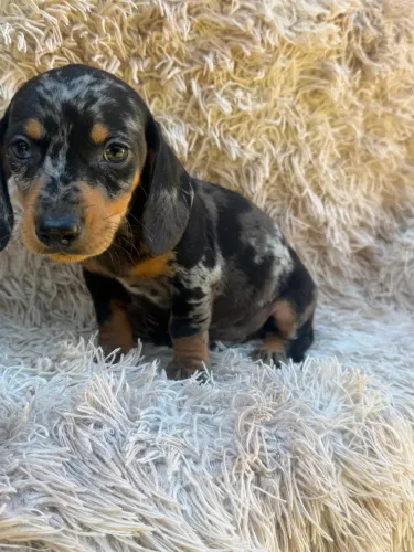 Dachshund macho arlequim mofadinho