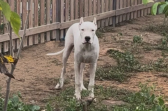 Filhote de Dogo argentino