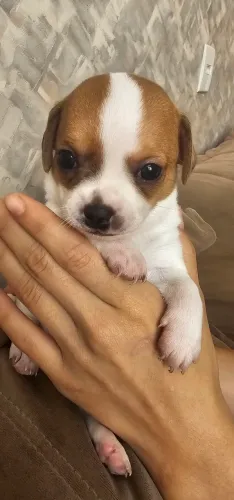 Filhote de pinscher