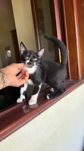 Gatinho pra adoção responsável