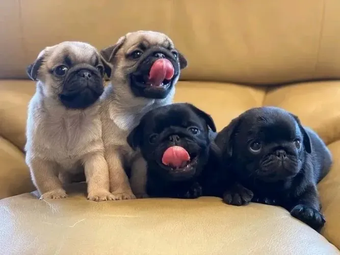 Pug - A Contratação Mais Fofa Da Temporada