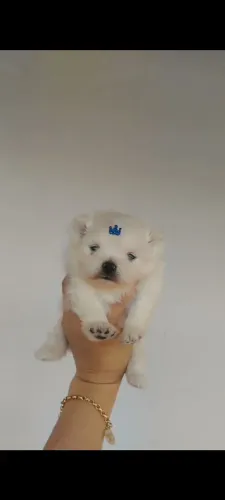Lulu da Pomerania Macho