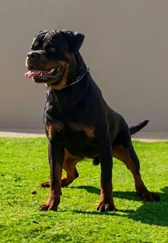 Rottweiler  jovem com 20 Meses