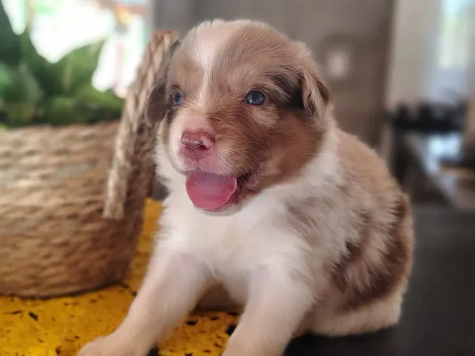 Filhote de Border Collie com Pedigree CBKC