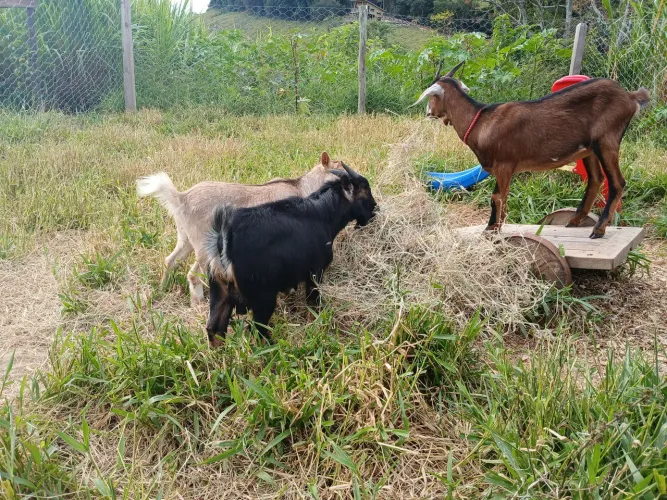 Casal de mini Cabritinhos 