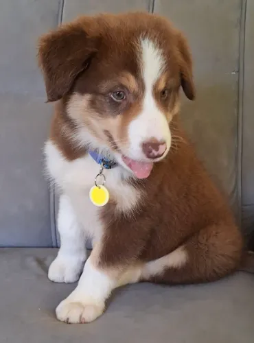 Border collie c/ pedigree CBKC e pais testados!
