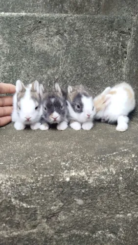 Coelhos