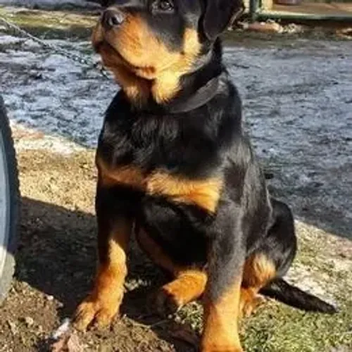 Rottweiler,Rottweiler Filhote Disponível Entrega Facilitada