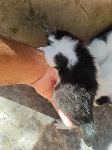 Gatos para adoção 